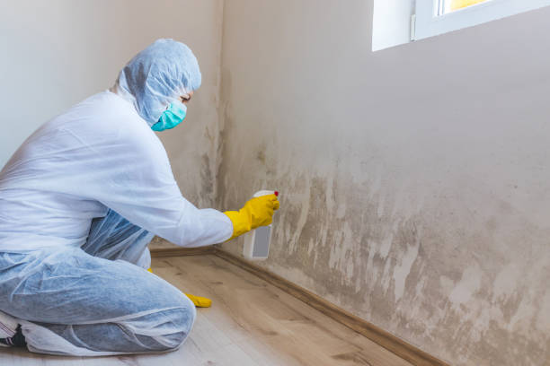 Licensed Attic Mold Remediation service in Vandalia, IL - Car Mold Remediation