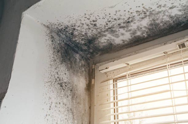Affordable Attic Mold Remediation solutions in Vandalia, IL